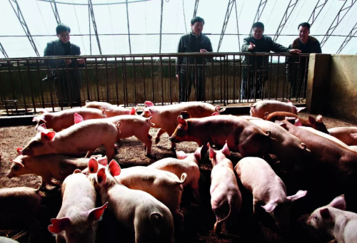 辽宁东市的一个养猪场。图/中新